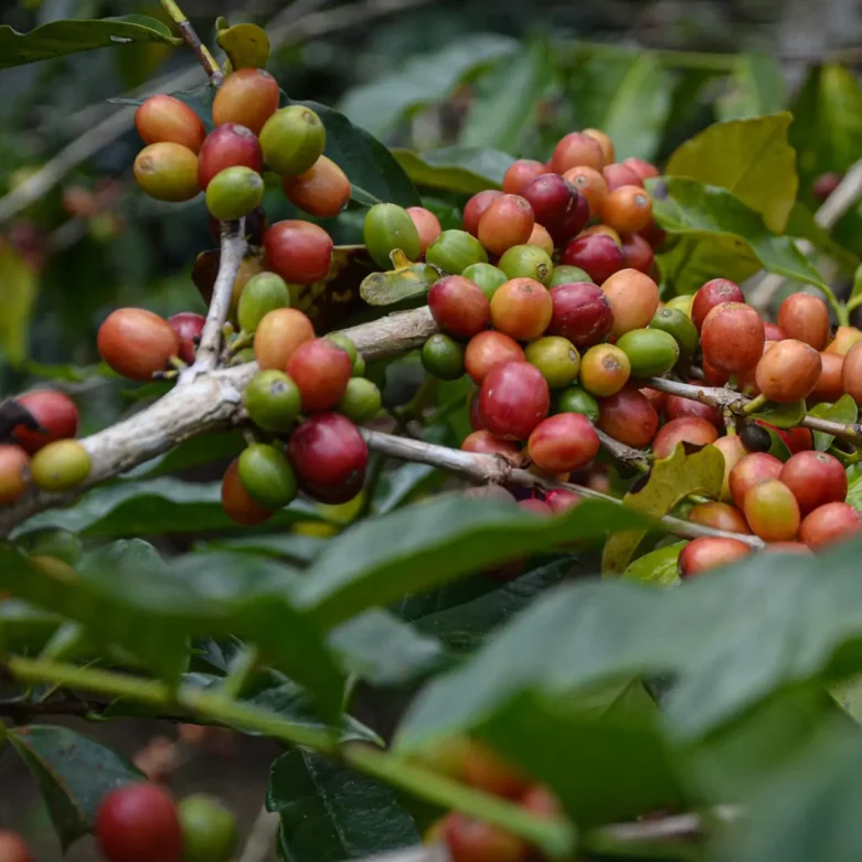 Munduk Coffee
