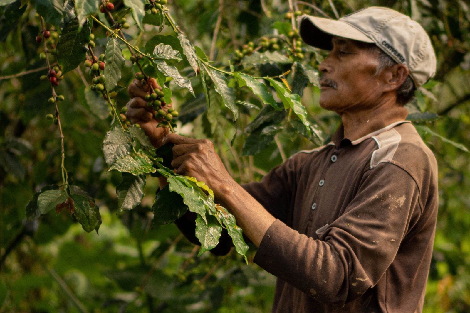 Coffee Farmer