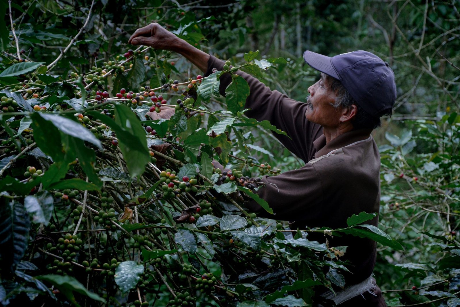 Coffee Harvest