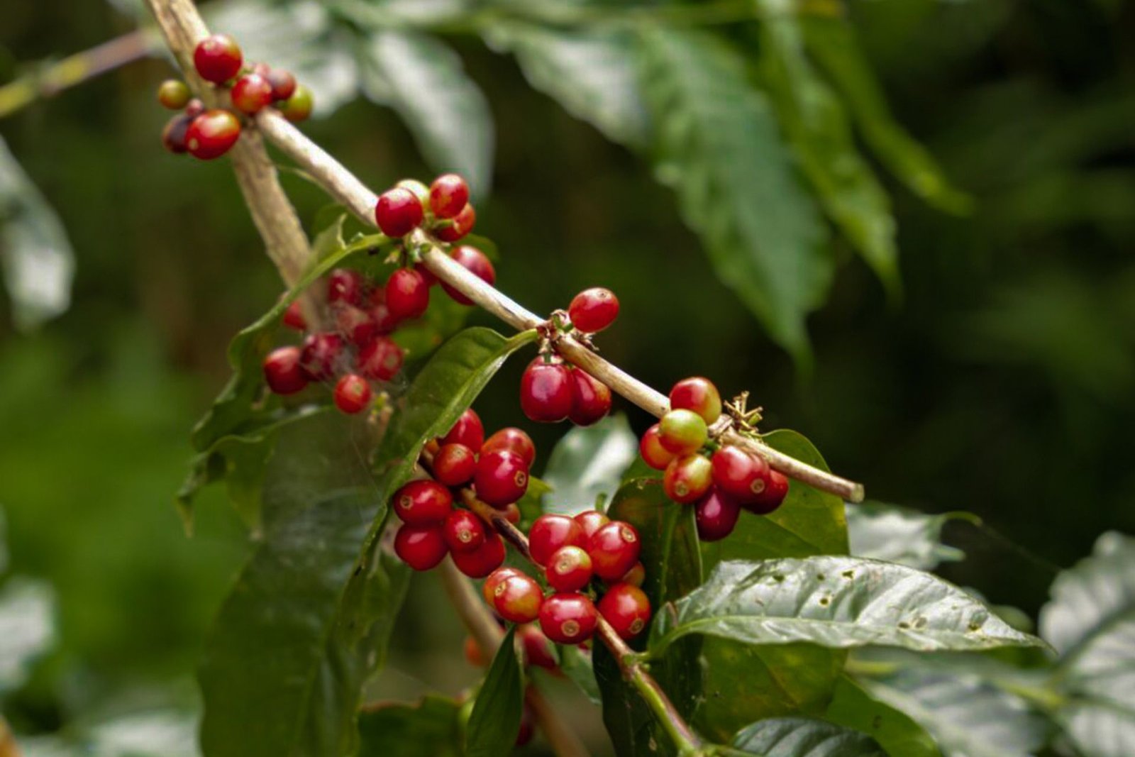 Coffee Trees