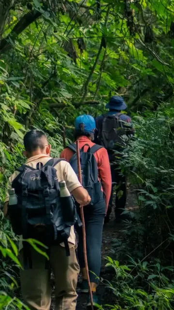 Jungle Trek