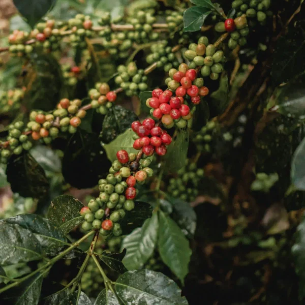 coffee plantation coffee plantation
