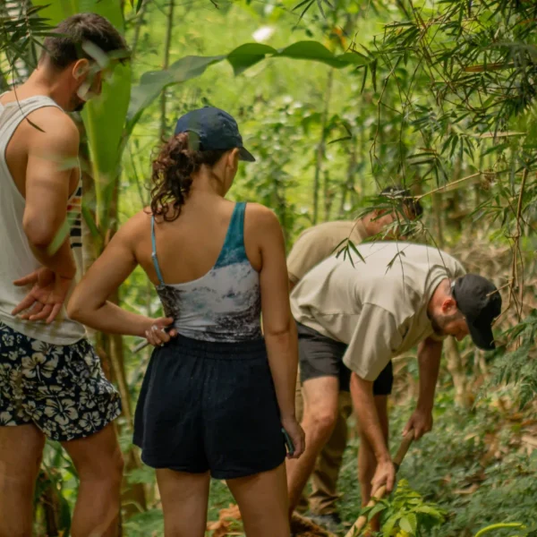 coffee tree planting coffee tree planting