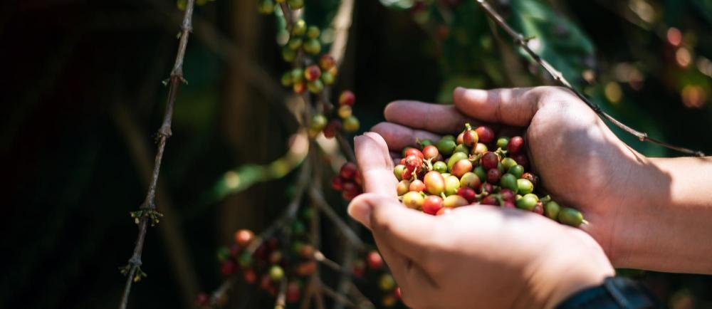 Coffee Plantation in Bali: Discover the Island's Coffee Heritage in the Highlands of Munduk