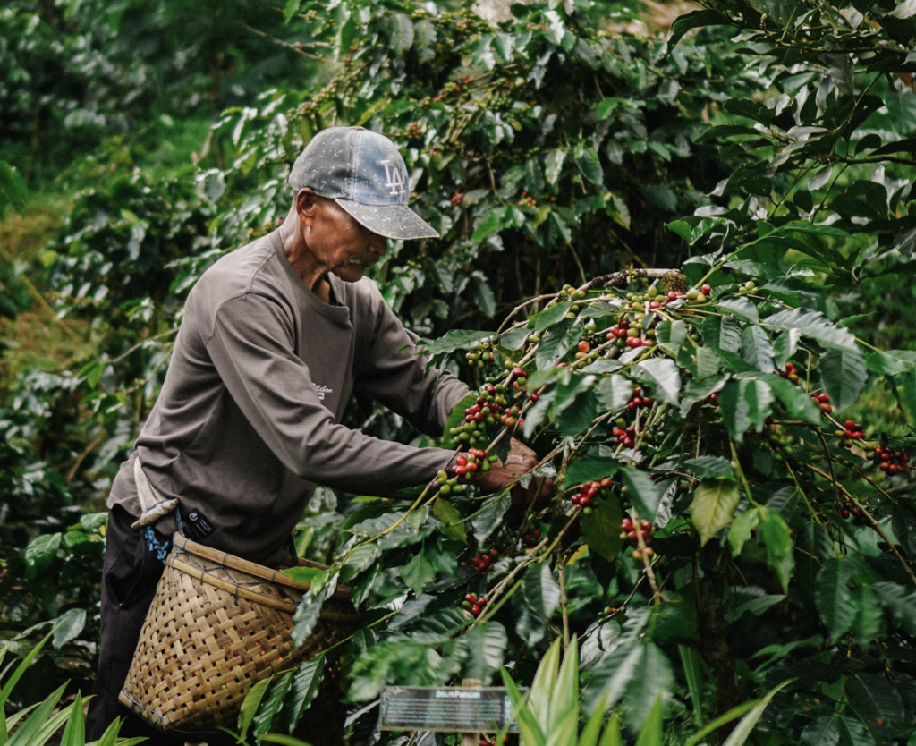 Why Visiting a Coffee Plantation in Bali Is Worth Adding to Your Journey