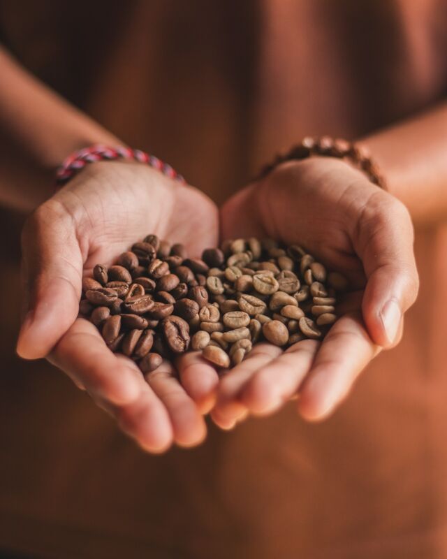 Munduk Coffee: Where perfection isn’t a pursuit, it’s a relentless obsession. Our team crafts unparalleled coffee experiences, driven by a passion that is uncompromising in our pursuit of coffee perfection☕
.
.
.
.
.
#mundukmodingplantation #munduk #mmp #coffeeplantationresort #northbali #natureescapebali #balicoffee #mundukcoffee #sustainablebali #organiccoffee