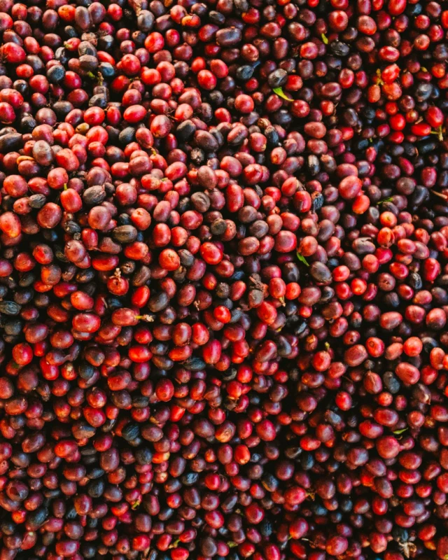 It all starts with a single red cherry, kissed by the Bali sun. From handpicked perfection to the rich aroma in your cup—this is coffee, the Munduk way
.
.
.
.
.
#mundukmodingplantation #munduk #mmp #coffeeplantationresort #northbali #ecoresortbali #bestinfinitypoolbali #infinitypool #luxuryresort #natureresort